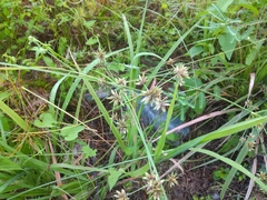 Cyperus elegans