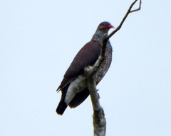 Patagioenas speciosa