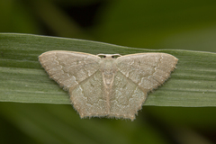 Maxates melancholica