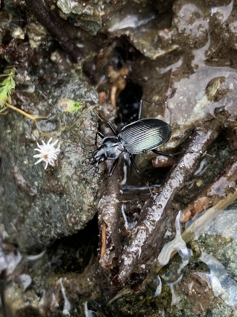 Nebria viridipennis