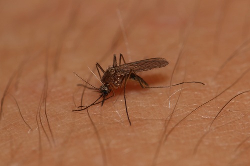 Minute Floodwater Mosquito photo 5
