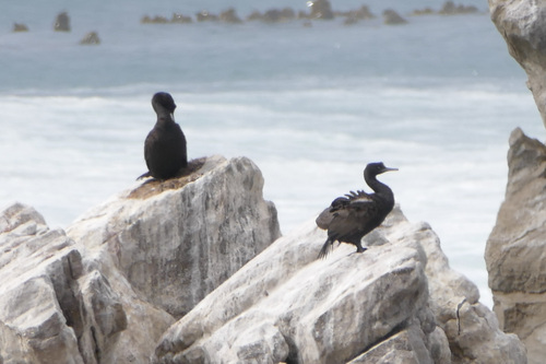 iNaturalist: (c) morkvonork, some rights reserved (CC BY-NC), uploaded by morkvonork iNaturalist image