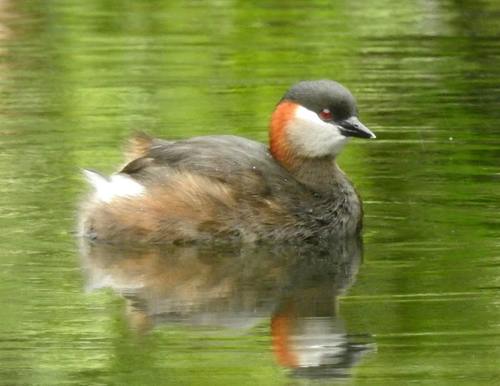 Madagascar Grebe