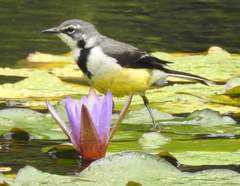 Motacilla flaviventris