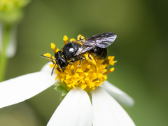 Ceratina unicolor