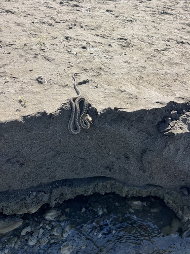 iNaturalist observation 2025-08-13