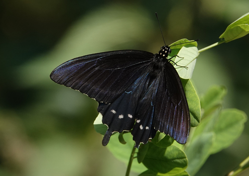 Pipevine swallowtail