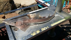 Rhynchobatus australiae