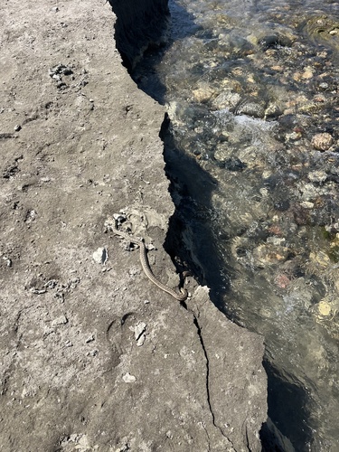 iNaturalist observation 2025-08-13