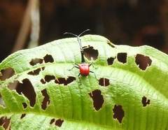 Trachelophorus giraffa