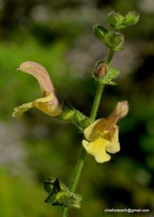 Salvia nubicola