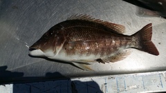 Lethrinus laticaudis