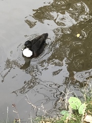 Anas platyrhynchos domesticus