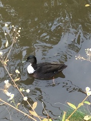 Anas platyrhynchos domesticus