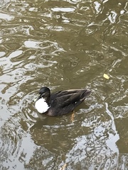 Anas platyrhynchos domesticus