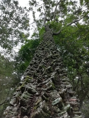 Anadenanthera colubrina cebil