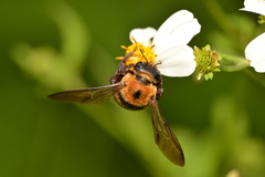 Xylocopa ruficeps
