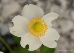 Eriocapitella vitifolia