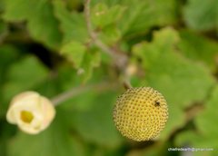 Eriocapitella vitifolia