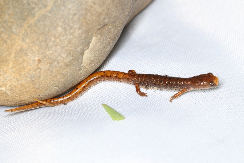 Four Toed Salamander