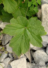 Eriocapitella vitifolia