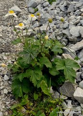 Eriocapitella vitifolia