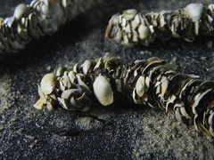 Diopatra cuprea