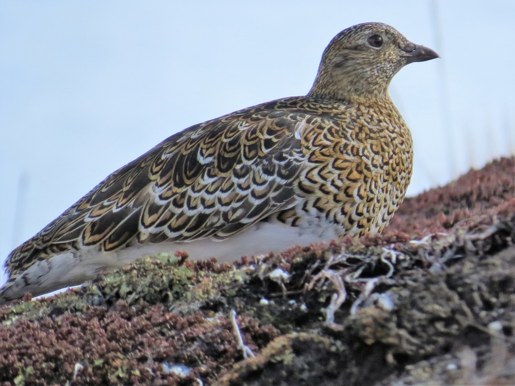 White-bellied Seedsnipe