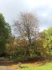 Fagus orientalis