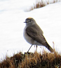 Ochre-Naped Ground Tyrant photo 2