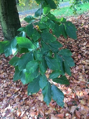 Fagus orientalis