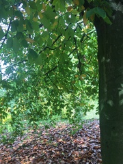 Fagus orientalis