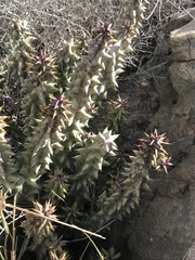Quaqua mammillaris