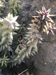Quaqua mammillaris