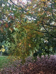Fagus orientalis