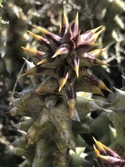 Quaqua mammillaris