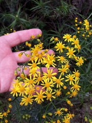 Senecio brasiliensis