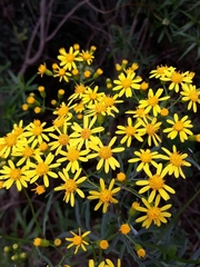 Senecio brasiliensis