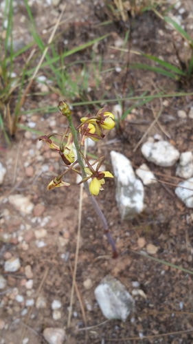 Eulophia image