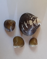 Corbicula fluminea