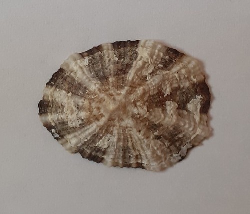 prílipka čiernomorská (Patella ulyssiponensis)