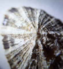 Patella ulyssiponensis