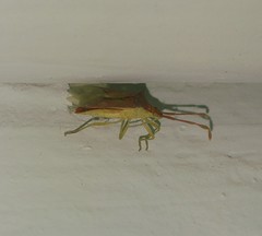 Plinachtus imitator
