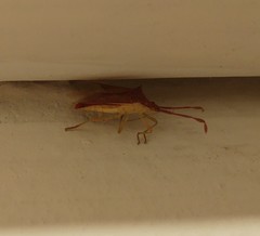 Plinachtus imitator