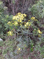 Senecio brasiliensis