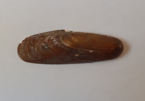 prstenjak (Lithophaga lithophaga)