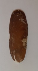 Lithophaga lithophaga