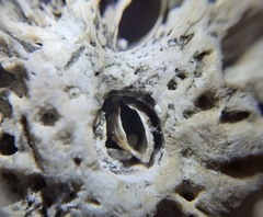 Lithophaga lithophaga