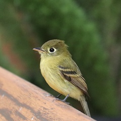 Yellowish Flycatcher photo 4
