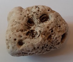 Lithophaga lithophaga